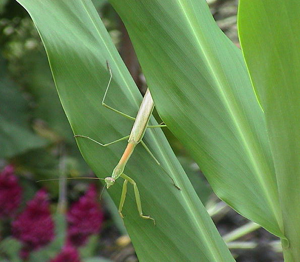 チョウセンカマキリ カマキリ