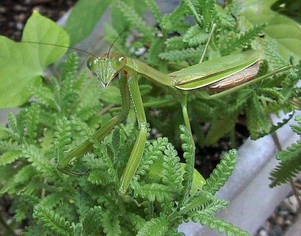 チョウセンカマキリ カマキリ