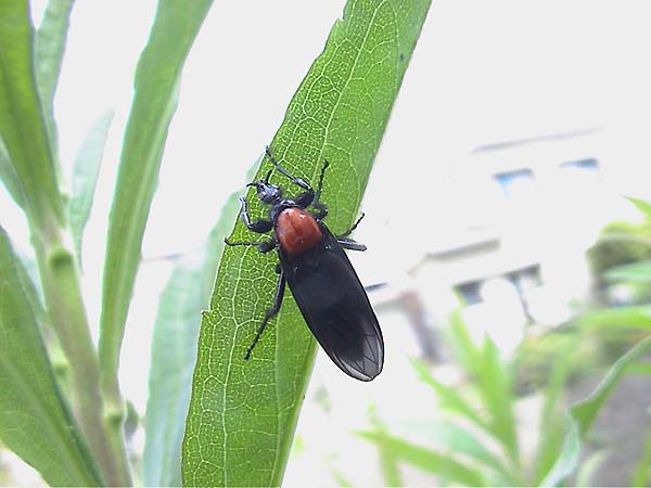 メスアカケバエ
