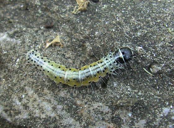 �r���E�h�n�}�L�̗c��