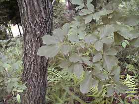 コナラの幹と葉