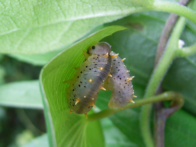 オオコシアカハバチの幼虫