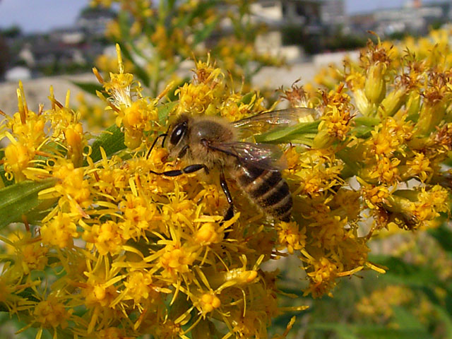 日本蜜蜂
