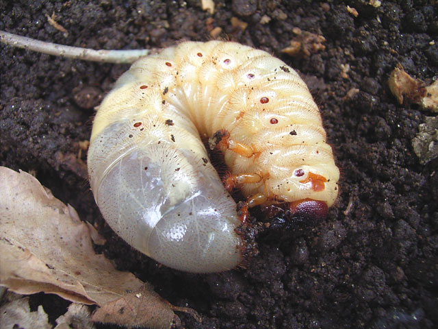 カブトムシ 幼虫 土 の 上 に 出 て くる