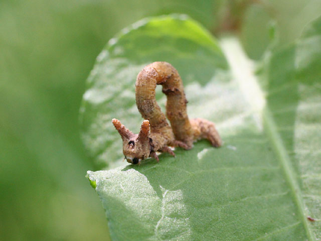 しゃくとりむし 尺取り虫