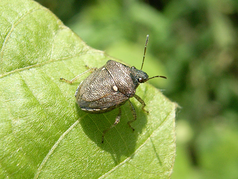 カメムシ亜目