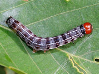 アカバキリガの幼虫