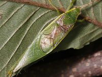 カキ 柿 の害虫