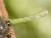 アシブトチズモンアオシャクの幼虫