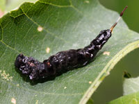 ギンモンカギバの幼虫