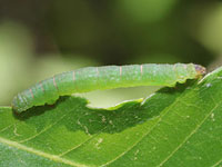 ハグルマエダシャクの幼虫