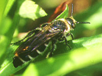 シロオビハラナガツチバチ