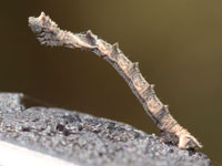 ヘリグロヒメアオシャクの幼虫