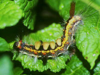 ヒメシロモンドクガの幼虫