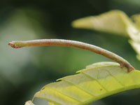 ヒメウスアオシャクの幼虫