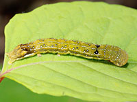 ヒロバモクメキリガの幼虫