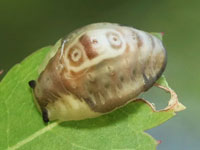 ヒロズイラガの幼虫