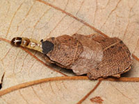 ホソオビヒゲナガの幼虫
