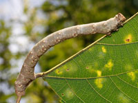 キオビゴマダラエダシャクの幼虫