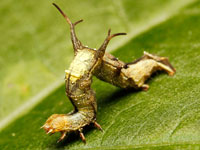クロモンキリバエダシャクの幼虫
