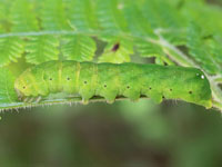 マエグロシラオビアカガネヨトウの幼虫