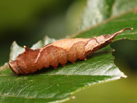 マエキカギバの幼虫