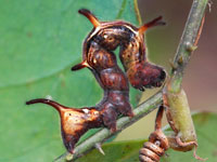 モモイロツマキリコヤガの幼虫