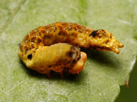 モントガリバの幼虫