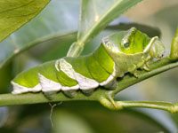 ナガサキアゲハの幼虫