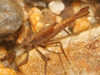 ニホンカワトンボの幼虫