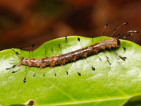 ニジオビベニアツバの幼虫