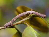 ニセオレクギエダシャクの幼虫