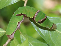 オナガアゲハの幼虫