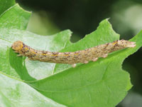 オオアカキリバの幼虫
