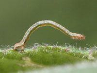 オオネグロウスベニナミシャクの幼虫