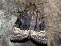 カラスヨトウ亜科他