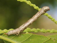 オレクギエダシャクの幼虫