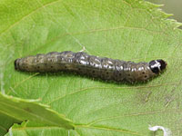 サクラマルモンヒメハマキの幼虫