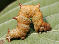 サラサエダシャクの幼虫