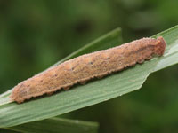 サトキマダラヒカゲの幼虫