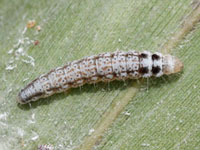 セグロベニトゲアシガの幼虫