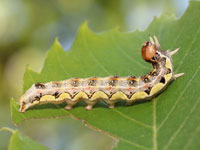 シラオビキリガの幼虫