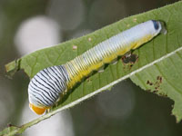 シロモンフサヤガの幼虫