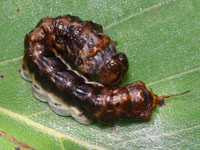 スカシカギバの幼虫