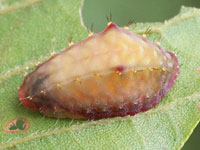 キマダラテングイラガの幼虫