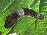 トゲアシハバチの幼虫