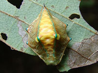 ウストビイラガの幼虫