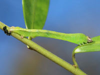 ツマキエダシャクの幼虫