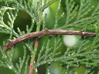 ウスキツバメエダシャクの幼虫