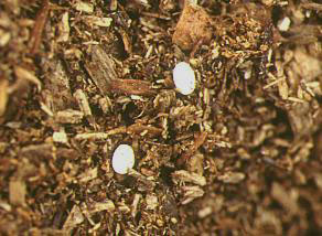 カブトムシの卵